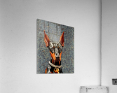 Mans Bestfriend Acrylic Print