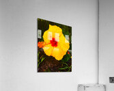 Happy Hibiscus Acrylic Print