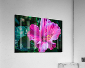 Pink Glory Hibiscus Acrylic Print