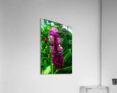 Red Ginge Teardrops Acrylic Print