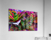 Rainbow Sunburn Acrylic Print