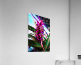 Red Ginger Contrast  Acrylic Print