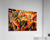 Bromiliad Flames Acrylic Print