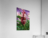 Ginger Dream Acrylic Print