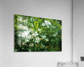 Plumeria Lights  Acrylic Print
