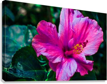 Pink Glory Hibiscus Canvas Print