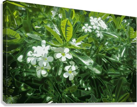 Plumeria Lights  Canvas Print