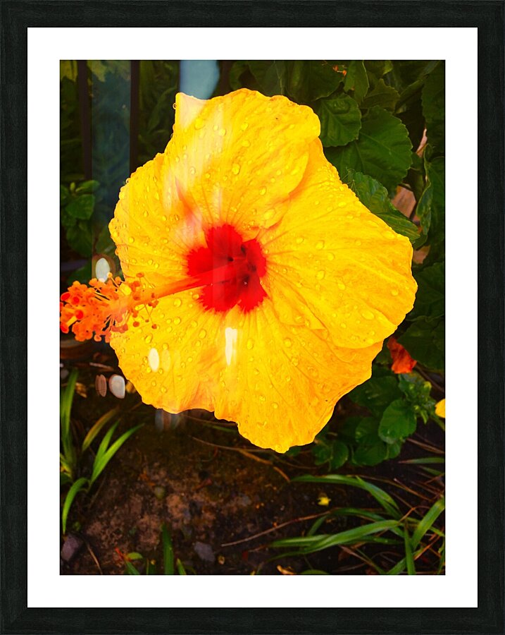 Happy Hibiscus Picture Frame print