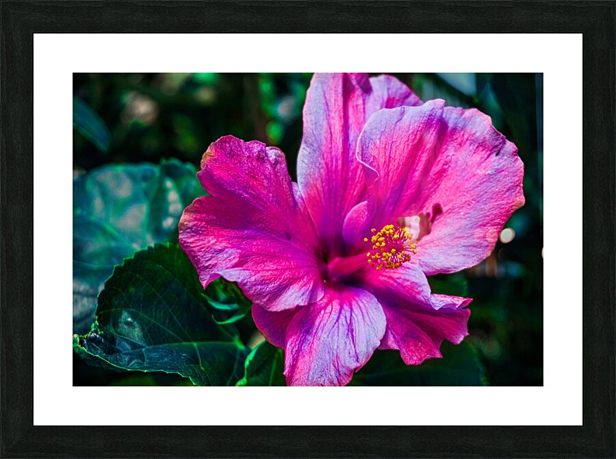 Pink Glory Hibiscus Picture Frame print