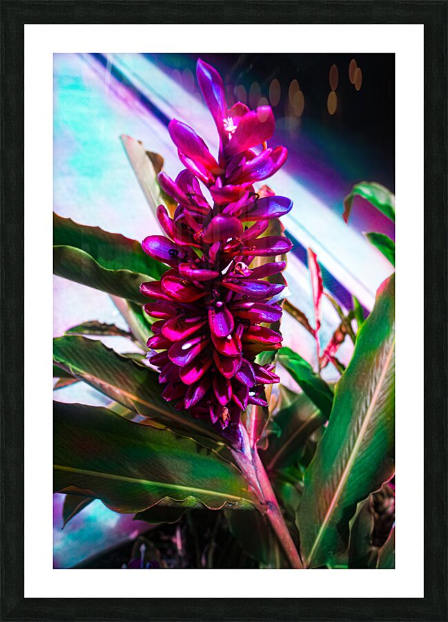 Red Ginger Contrast  Picture Frame print