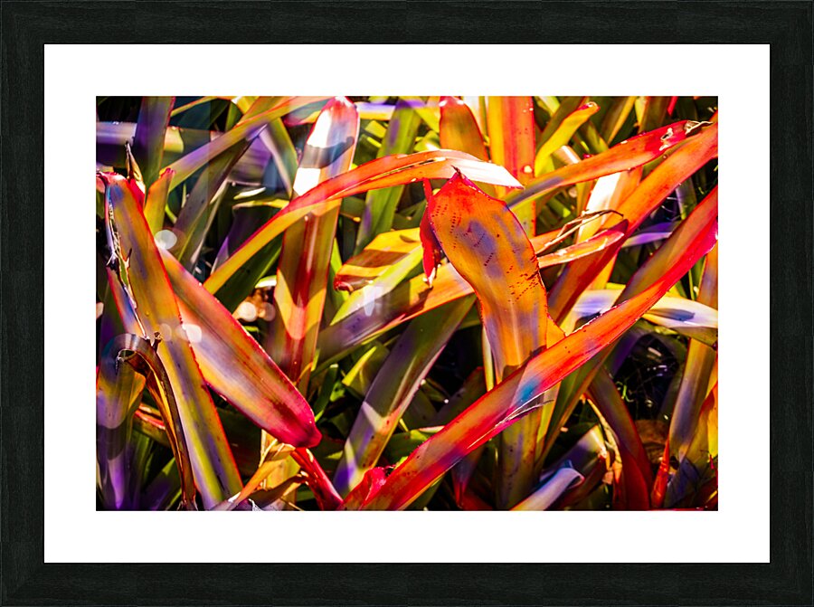 Bromiliad Flames Picture Frame print