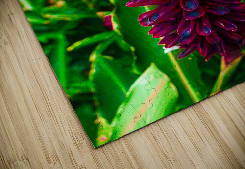 Red Ginge Teardrops Vanwizle puzzle