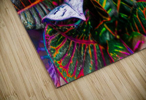 Rainbow Sunburn Vanwizle puzzle