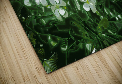 Plumeria Lights  Vanwizle puzzle