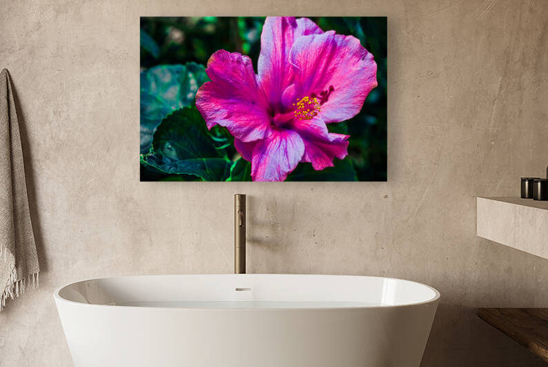 Pink Glory Hibiscus by Vanwizle