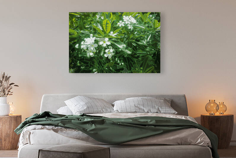 Plumeria Lights  Reproduction