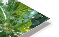 Plumeria Lights  HD Metal print