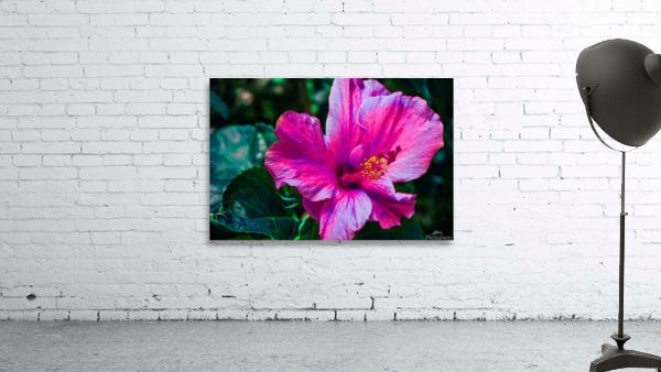 Pink Glory Hibiscus Wall Preview