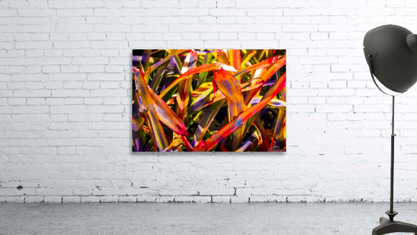 Bromiliad Flames Wall Preview