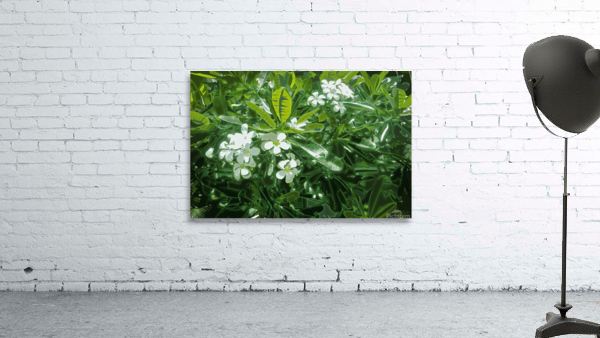Plumeria Lights  Wall Preview