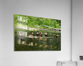 What the duck Acrylic Print