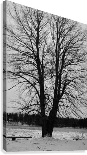 L’arbre de vie Canvas Print