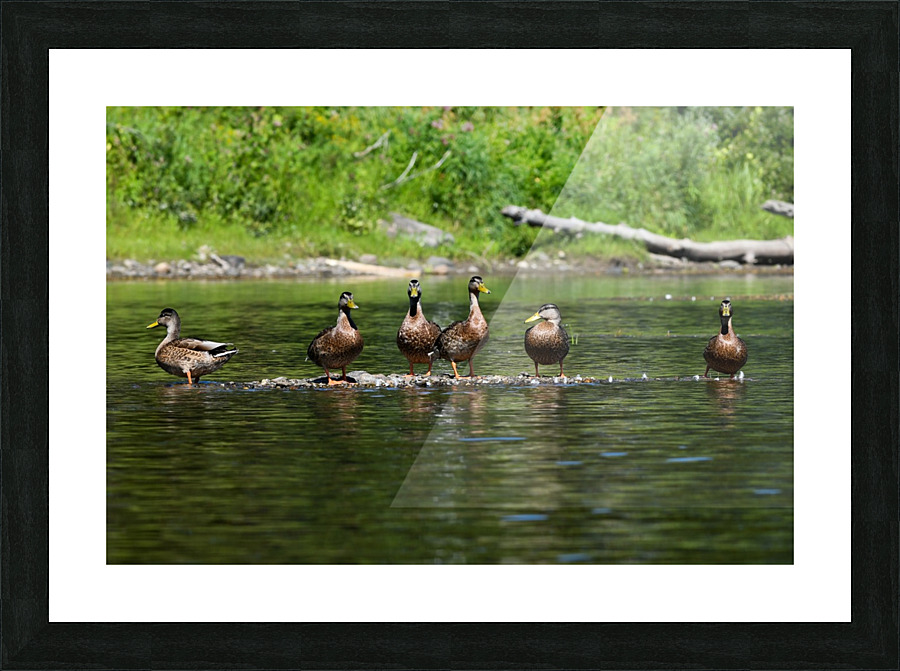 What the duck Picture Frame print