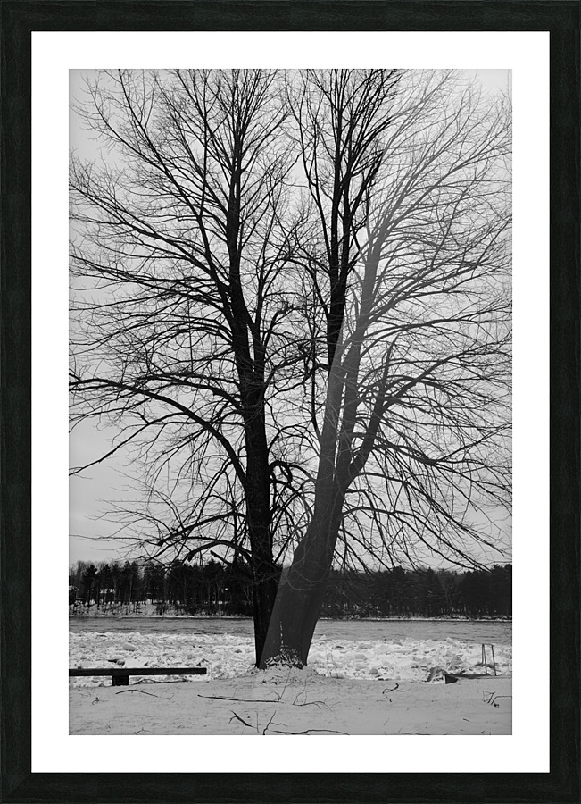 L’arbre de vie Picture Frame print