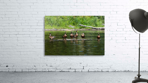What the duck Wall Preview
