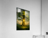 Tree Sacred Acrylic Print