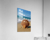 Sea Shell Acrylic Print