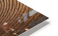 Tree Rings HD Metal print