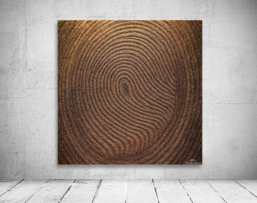 Tree Rings Wall Preview