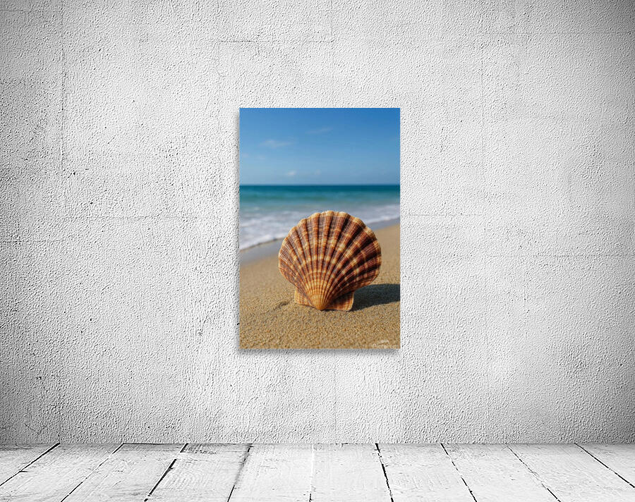 Sea Shell Wall Preview