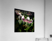 IMG 7392 Acrylic Print