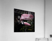 IMG 3041 Acrylic Print
