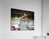 IMG 2927 Acrylic Print