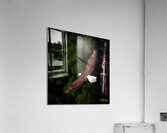 IMG 5674 Acrylic Print