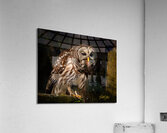 IMG 0235 Acrylic Print
