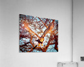 IMG 6445 Acrylic Print