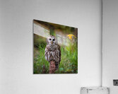 IMG 2487 Acrylic Print