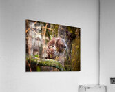 IMG 8789 Acrylic Print