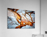 IMG 6447 Acrylic Print