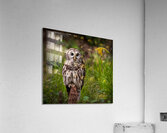 IMG 2527 Acrylic Print