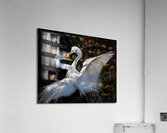 IMG 9132 Acrylic Print