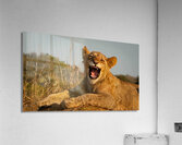 IMG 3696 Acrylic Print