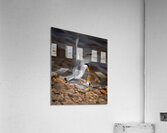IMG 9208 Acrylic Print