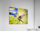IMG 9144 Acrylic Print