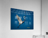 IMG 9673 Acrylic Print