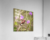 IMG 9165 Acrylic Print